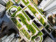 Green Roofs On Buildings