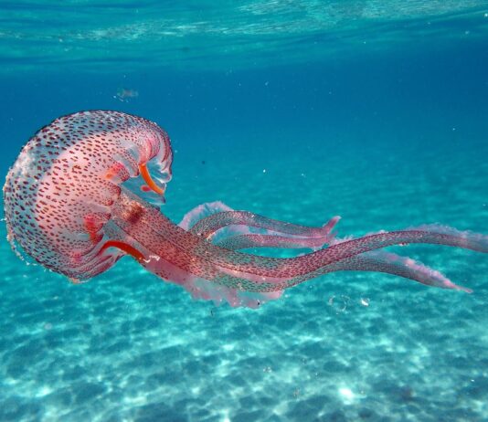 Solar Power From Jellyfish? Solar Power From Jellyfish?