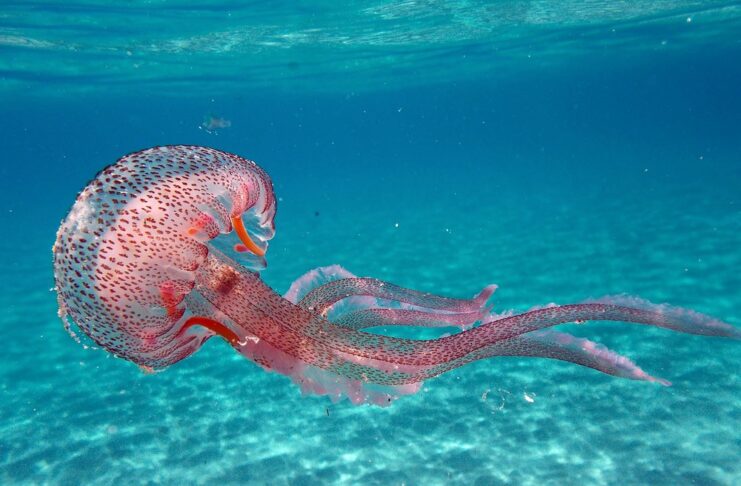 Solar Power From Jellyfish? Solar Power From Jellyfish?