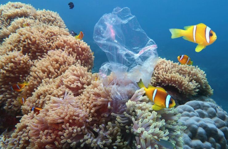 Plastic Pollution