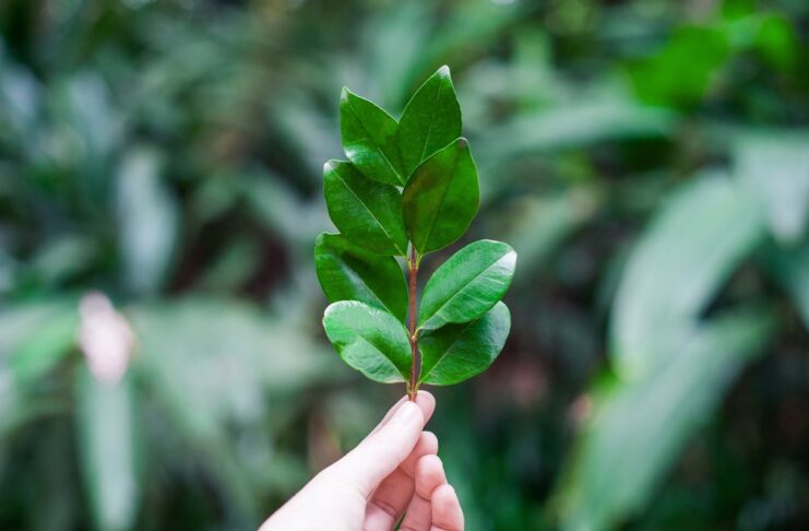 Green Living